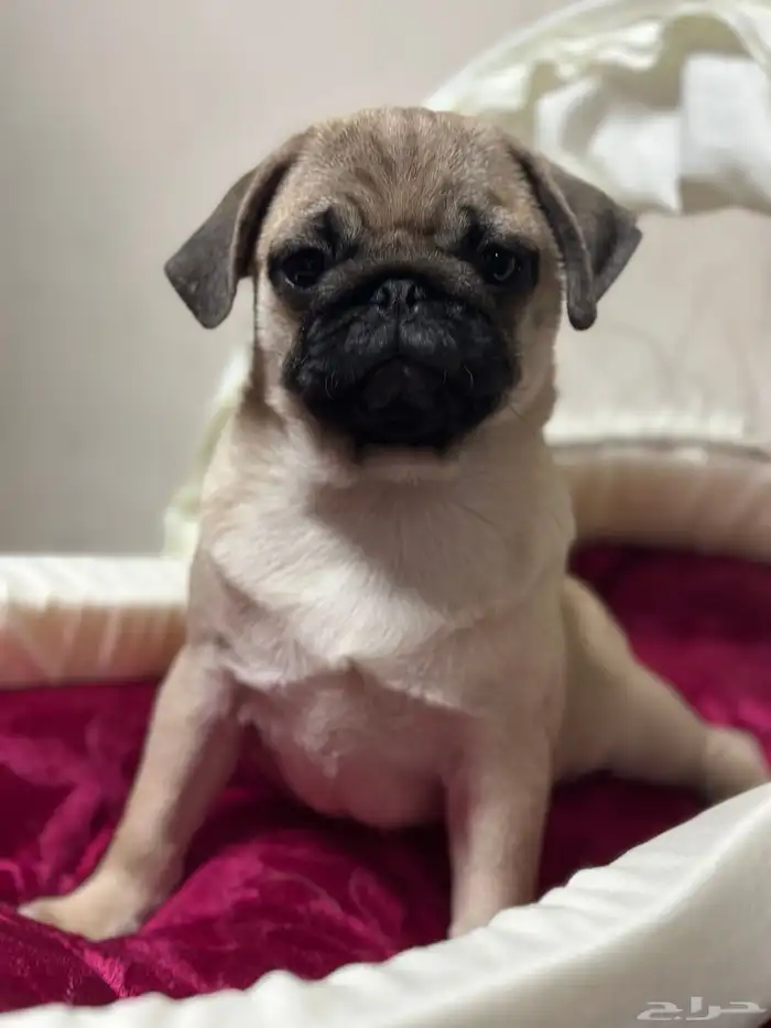 جرو بق بيور للبيع 1