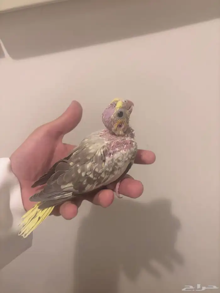 فروخ كروان لاتينو 2