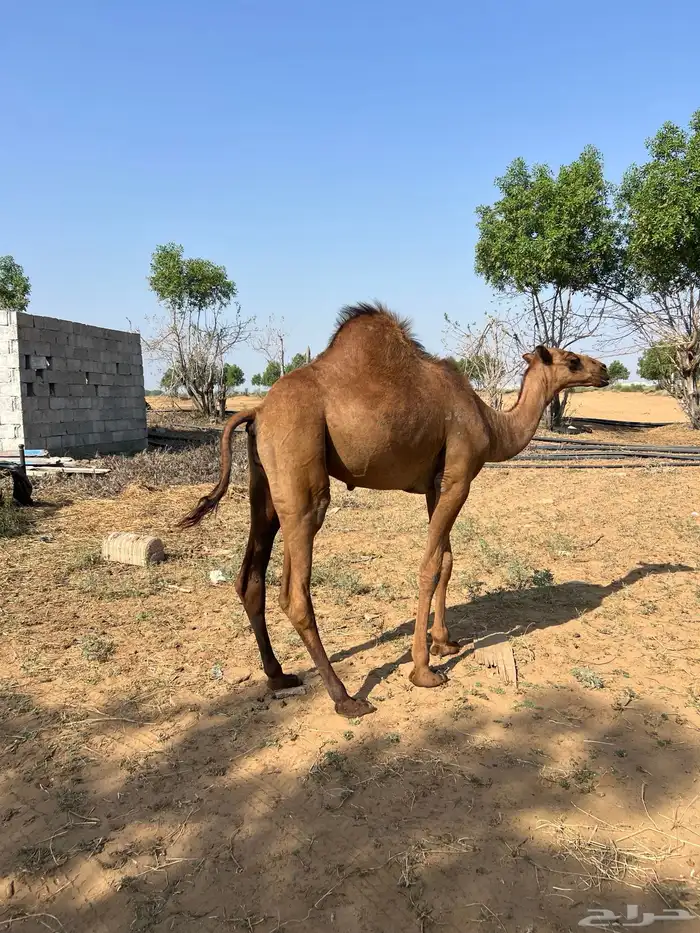 قعود ساحلي 9