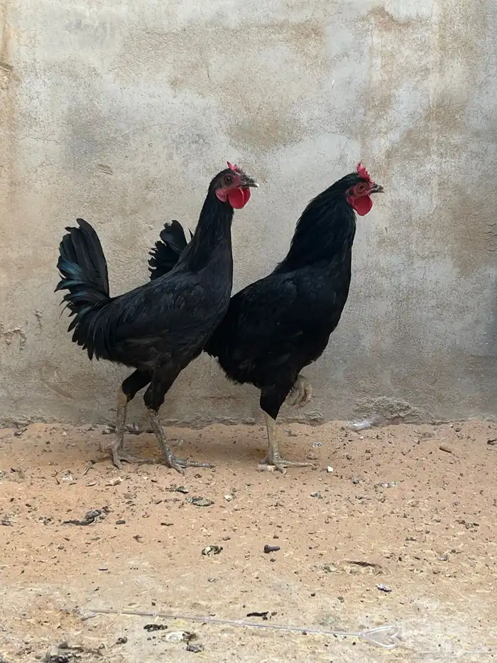 ديكه عربيه 3