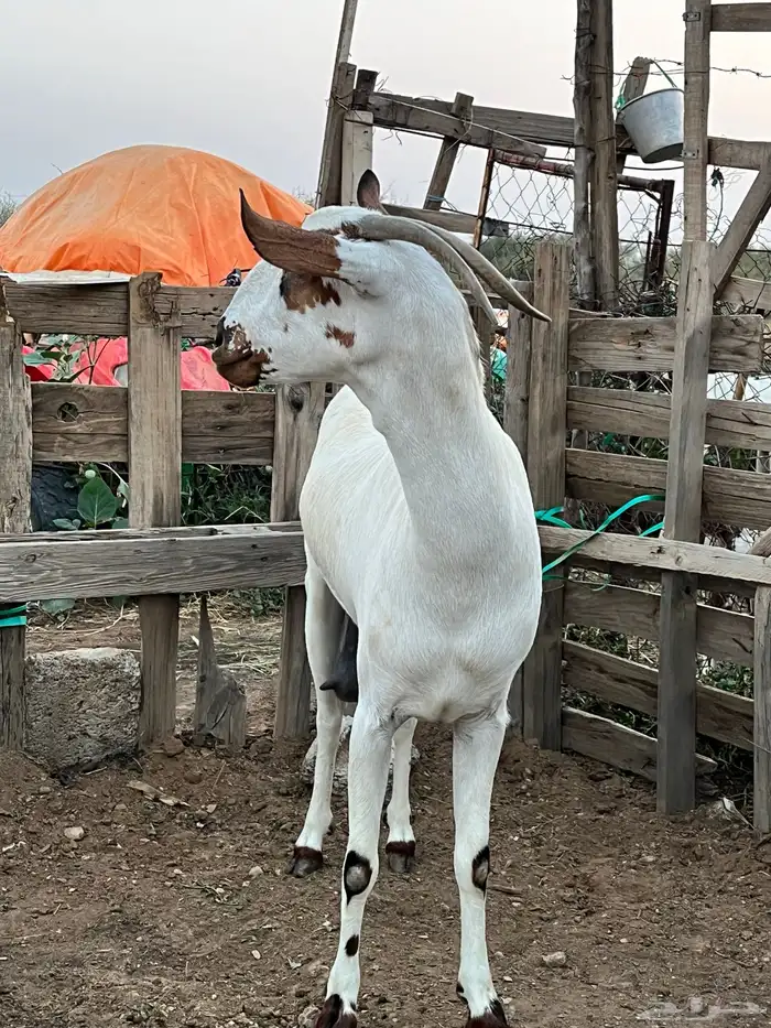 عرض عنز فاخره 4