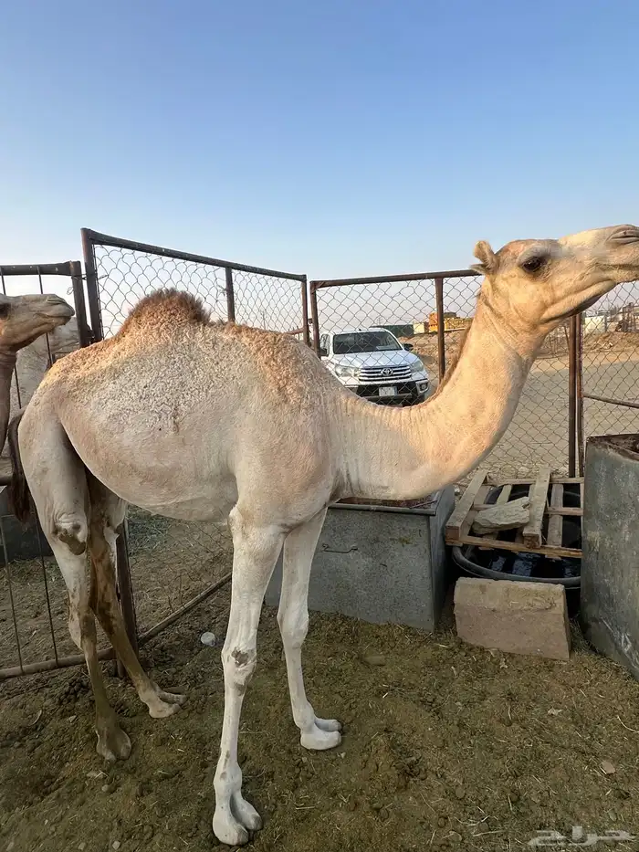 بكار 1
