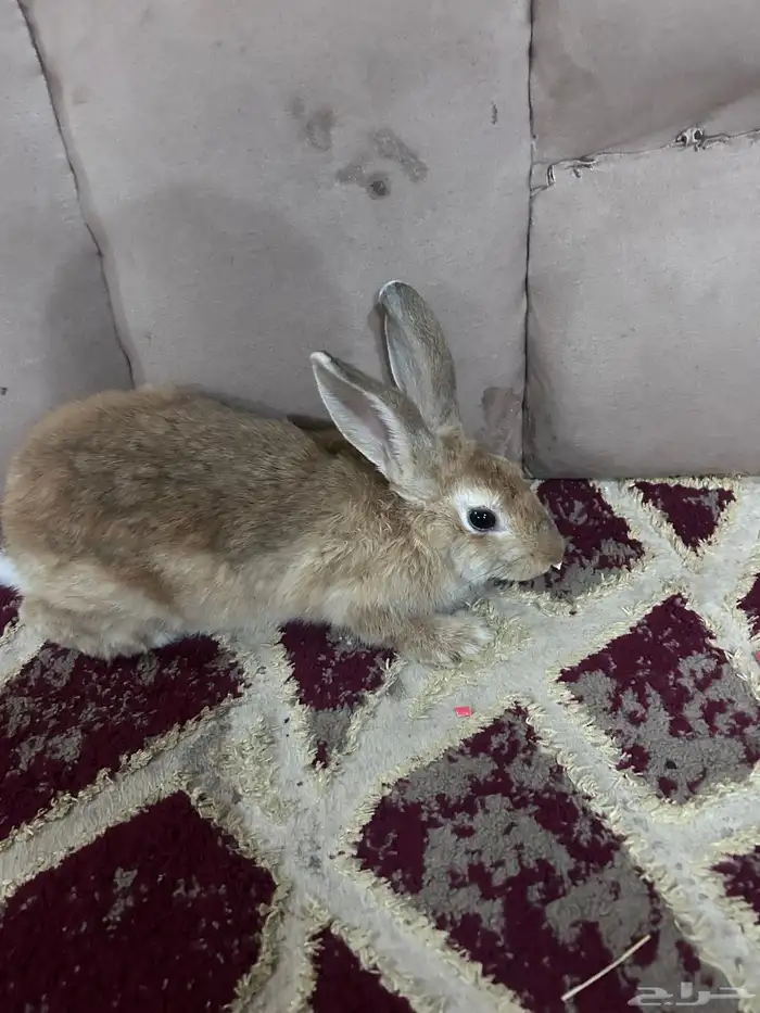يوجد لدينا أرانب بلديه و نظيفه 1