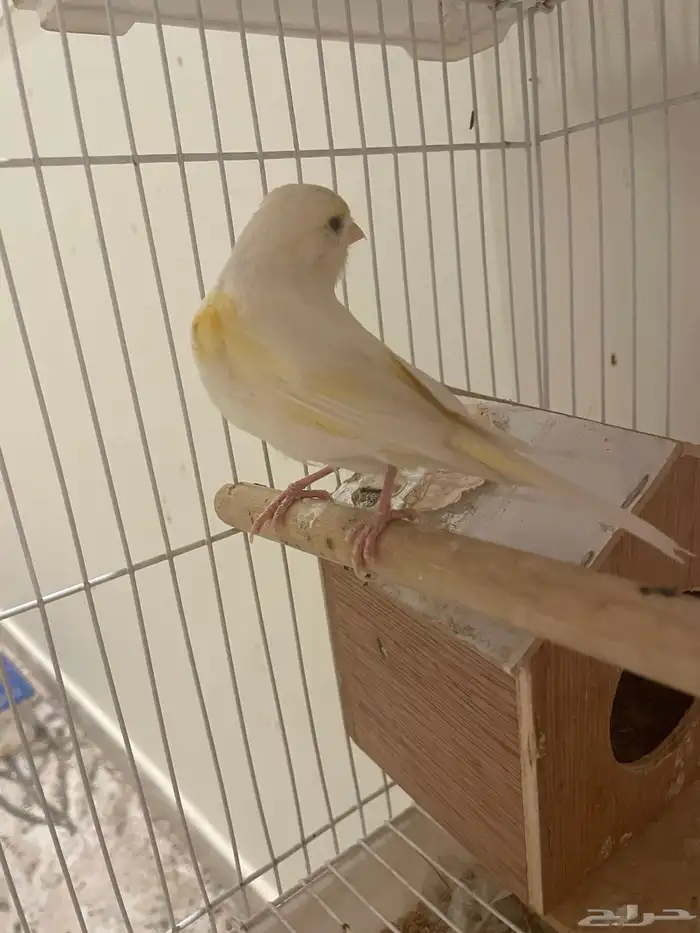 كناري اثنى 3