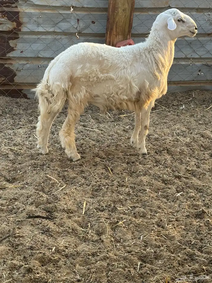 طلي حري تم البيع 0