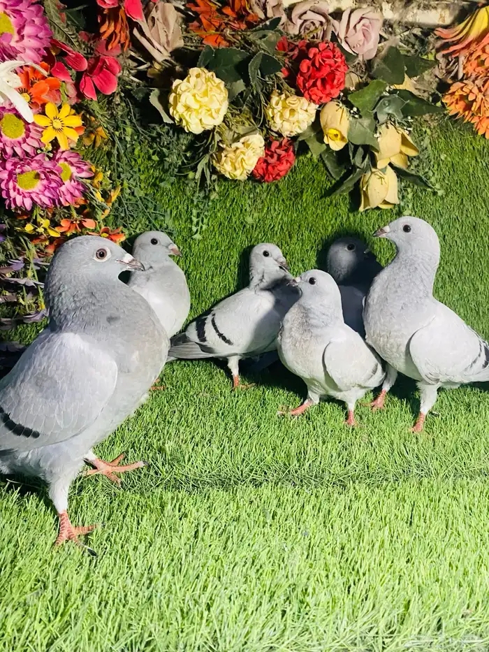 للبيع مجموعة طبات زواجل 8