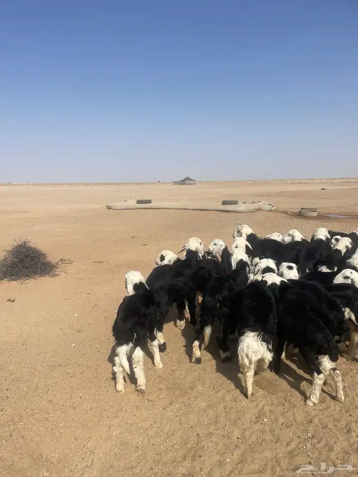 طليان نجد (( تم البيع )) 0