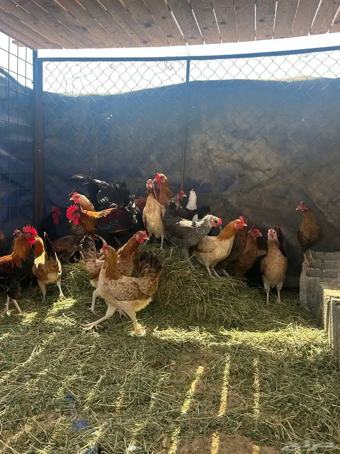 دجاج بلدي العدد حول 30 6