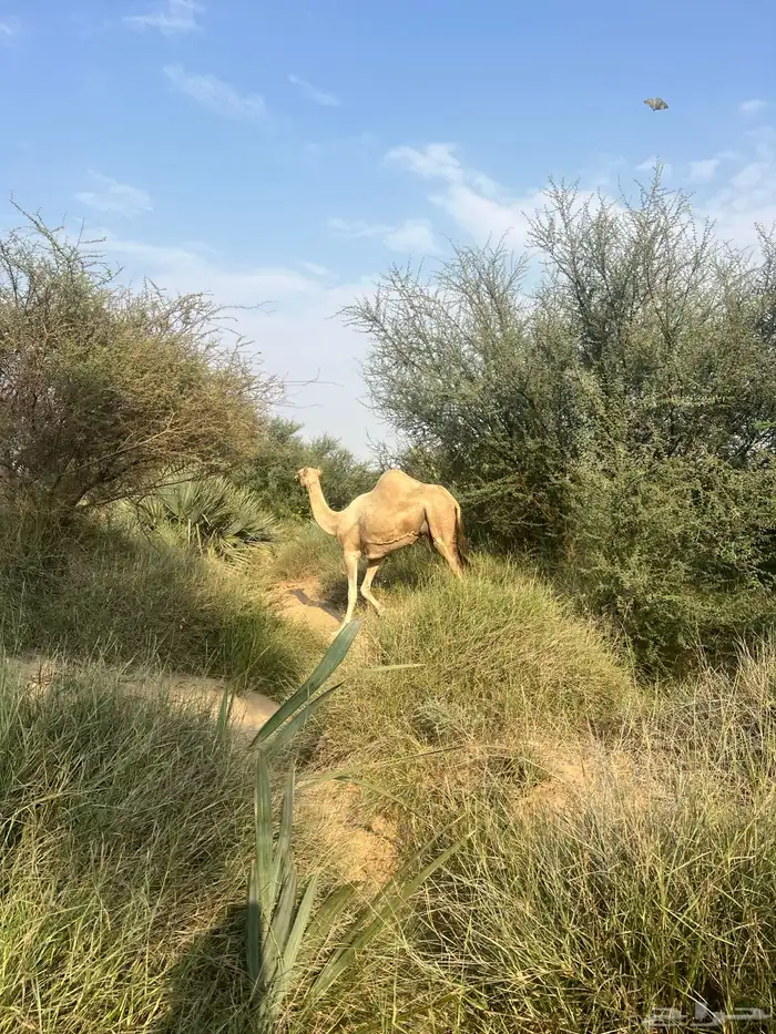 ارك ام رابع تحتها بكره عمرها 9 شهور 4