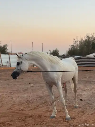 ايواء خيل بيع شراء تسويق index