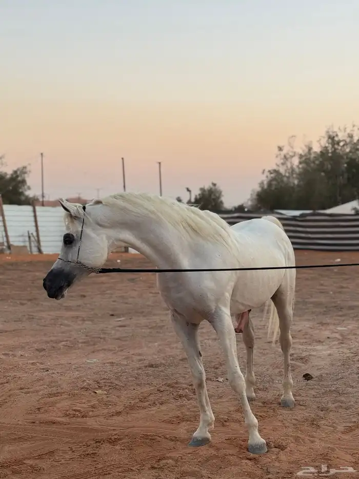ايواء خيل بيع شراء تسويق 1