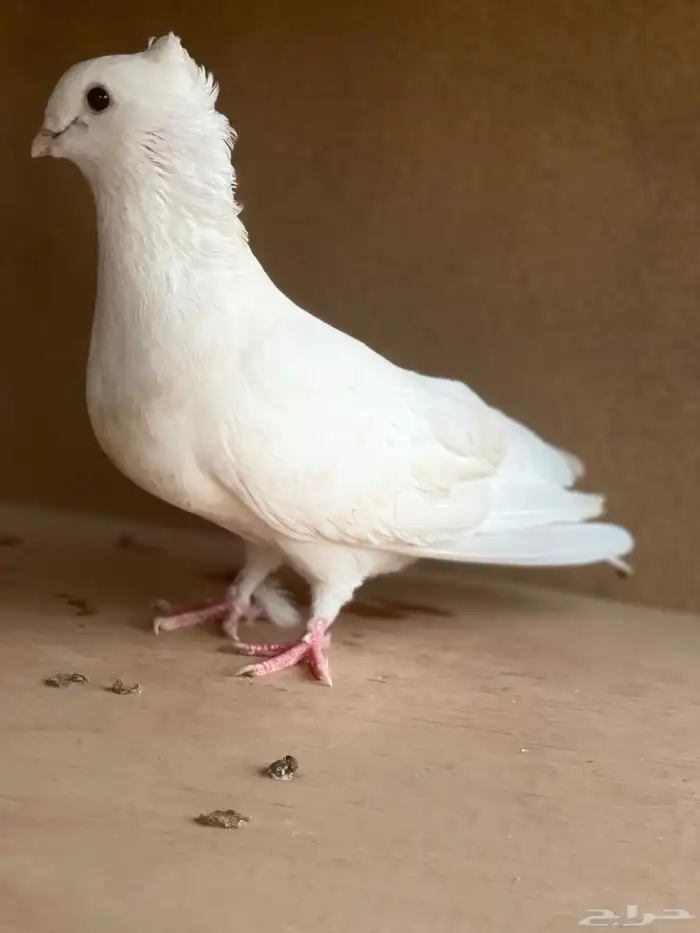 حمام البيع 6