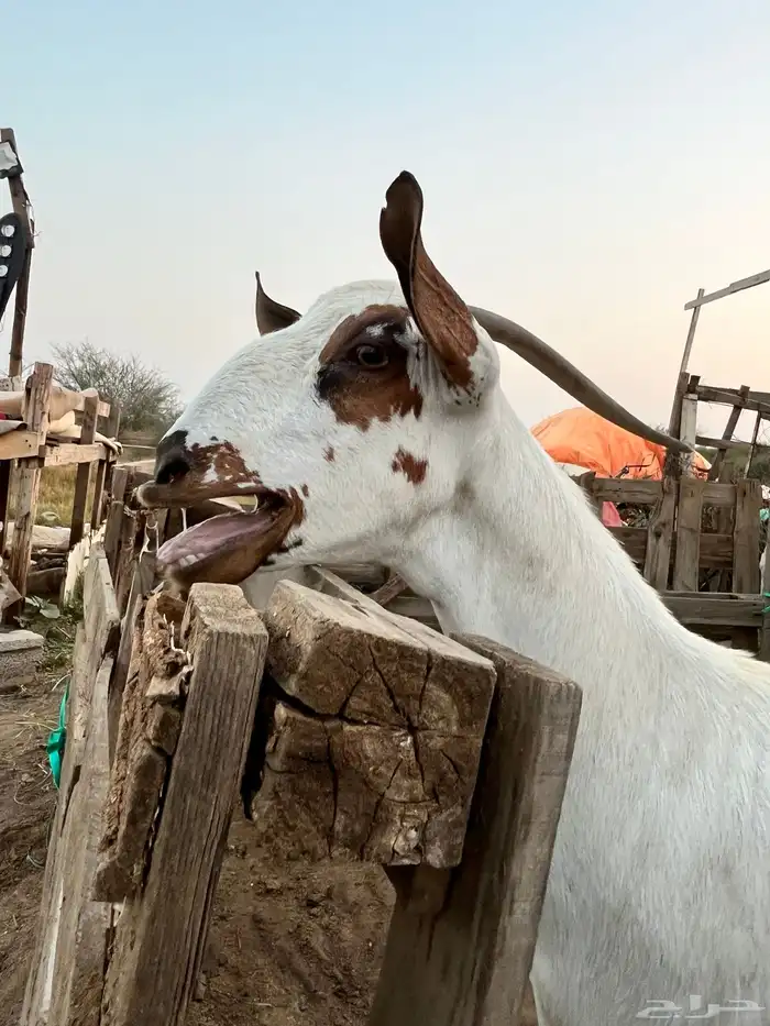 عرض عنز فاخره 5