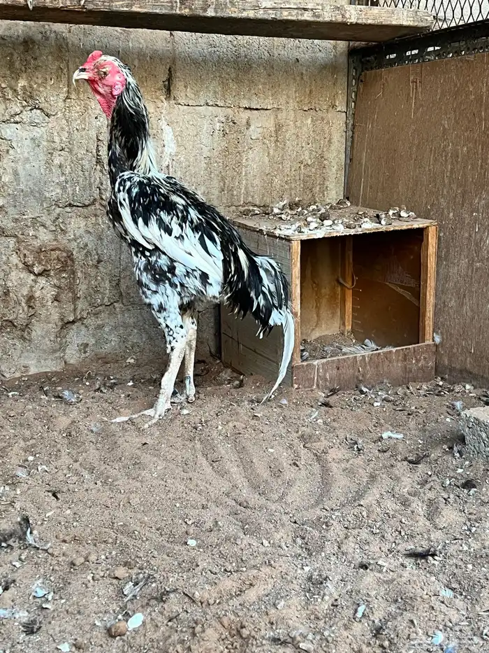 دجاج باكستاني 6