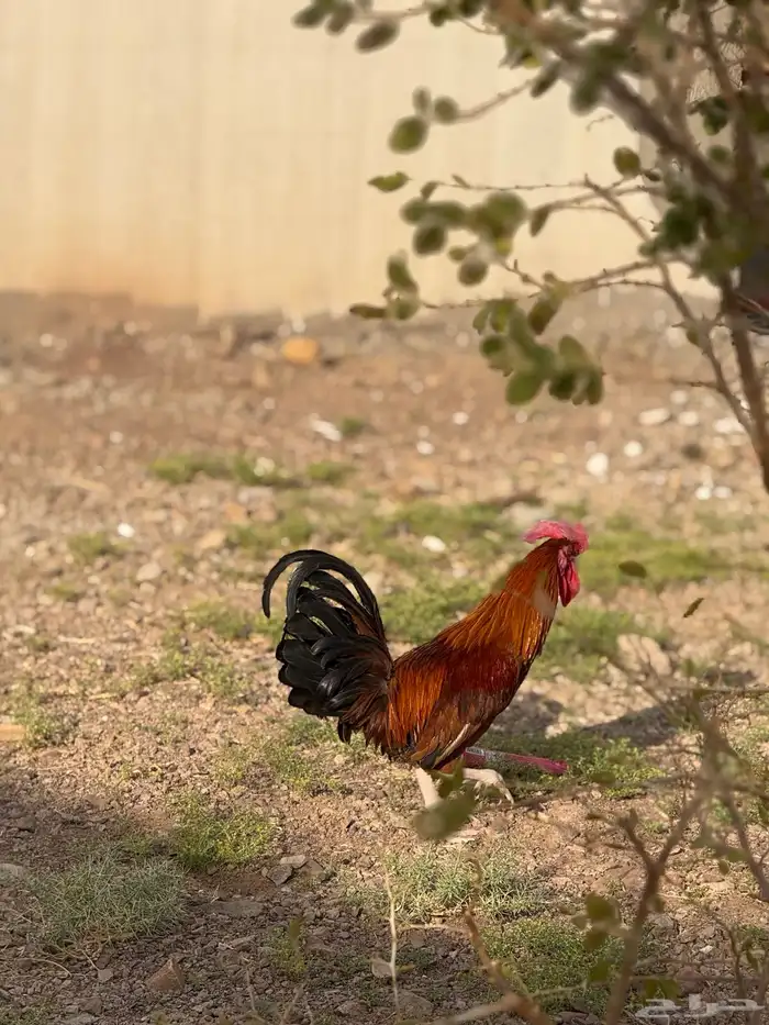 ديك بلدي العمر 1