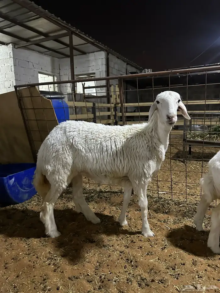 رخال وطليان وتويس وجفار ذبايح للثلاجه صلخ وتوصيل 1350 1250 0