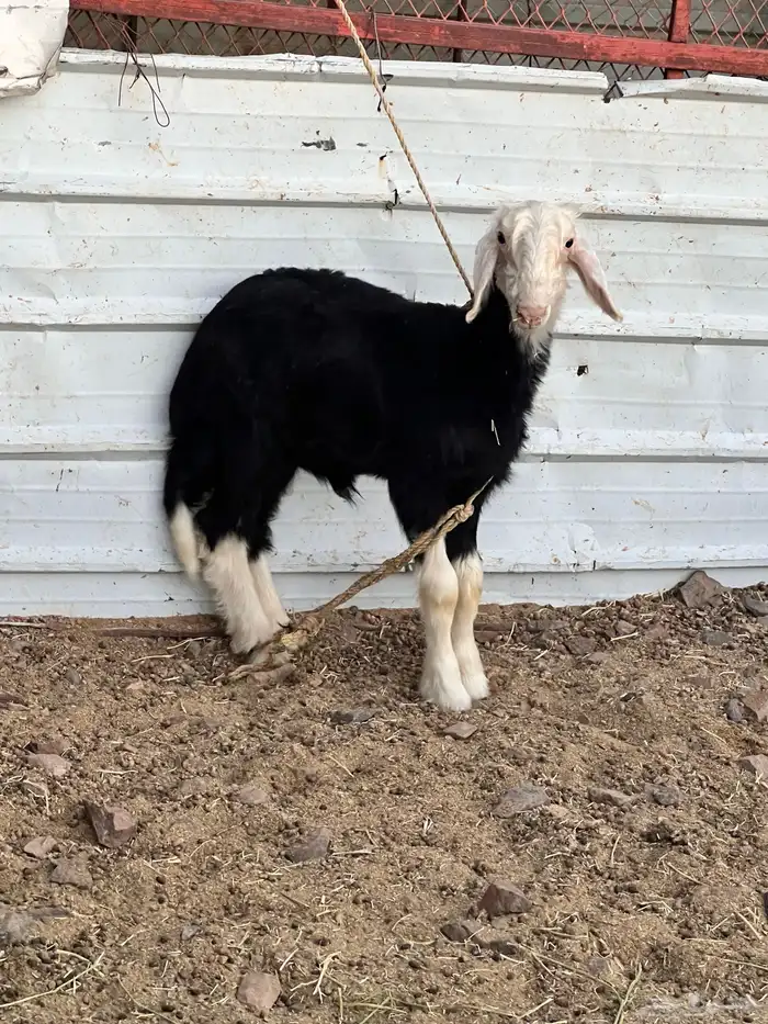 فحل نجدي صنف الصنف 6