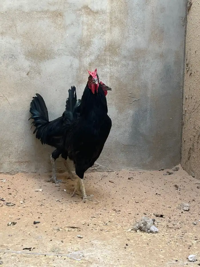 ديكه عربيه 2
