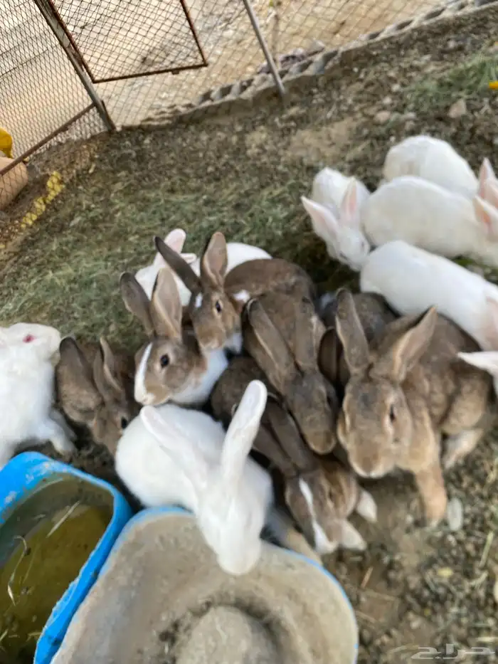 أرانب للبيع فرنسيه اللون البني فقط للبيع التواصل واتساب 2