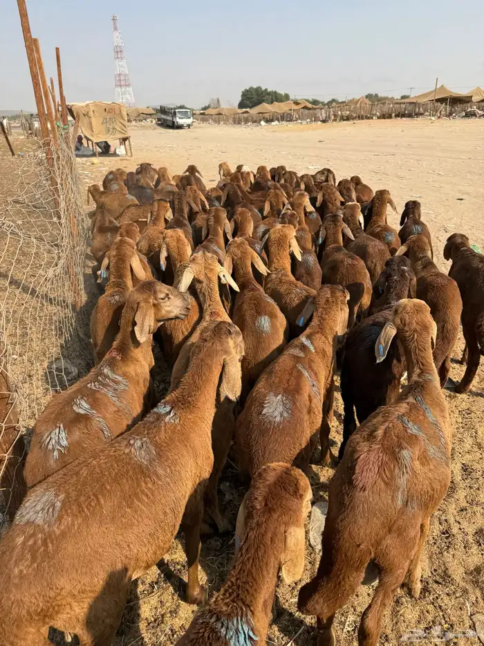 سواكن 6