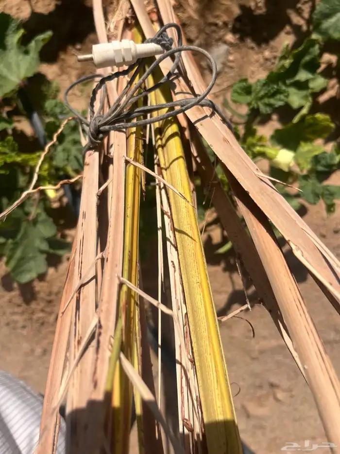 نخل غرائس 2