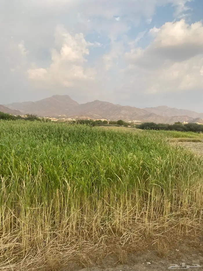 قصب بيضا بلدي للبيع قصب القطعه كامله 2