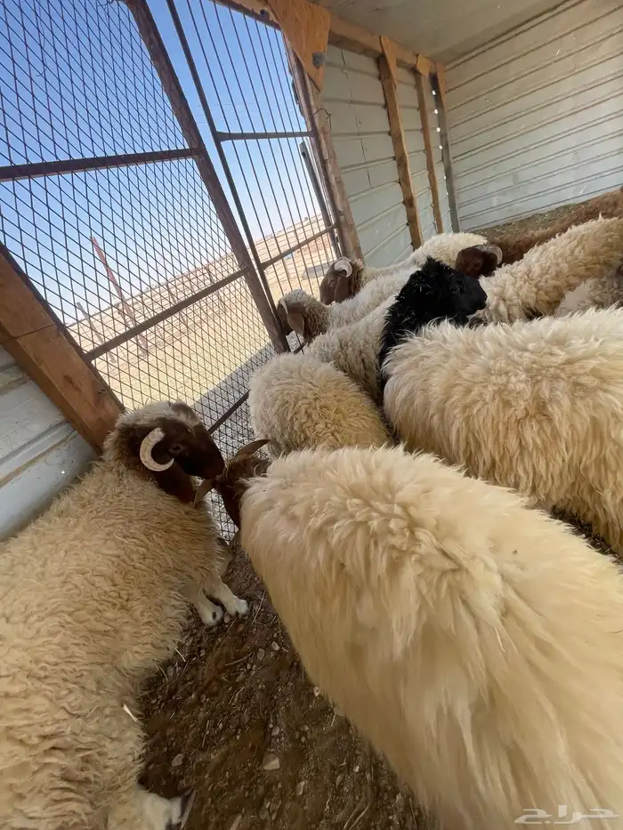 بهم خرفان نعيم عدد 10 0