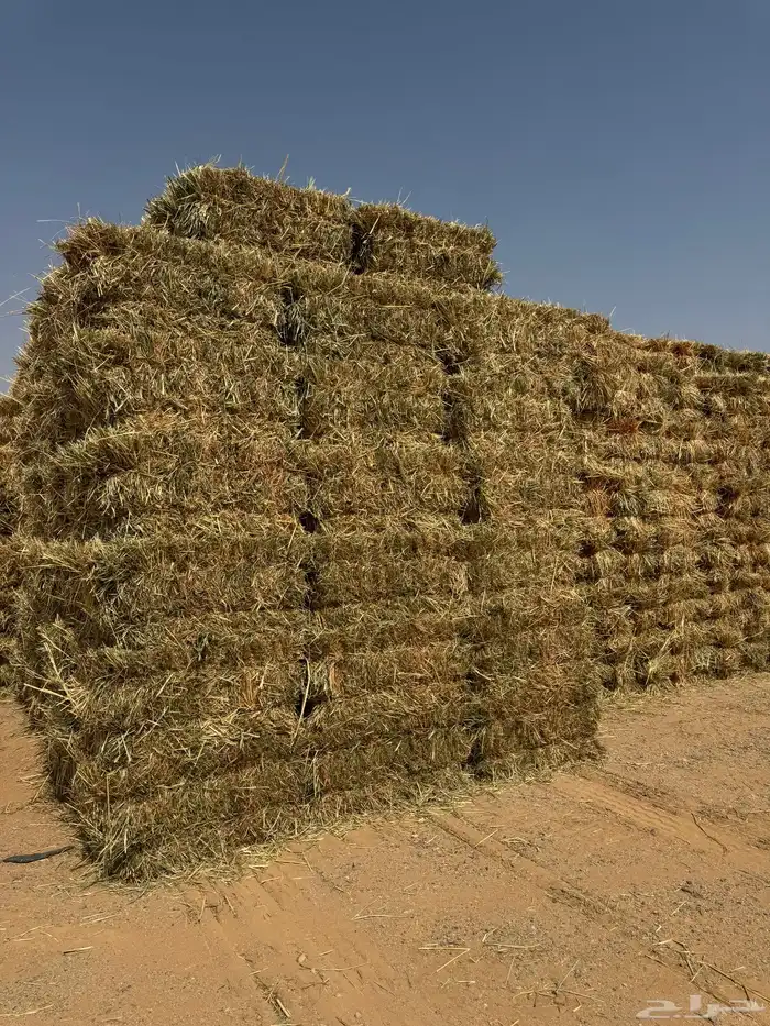 للبيع ذرة جيزانيه حمراء 4