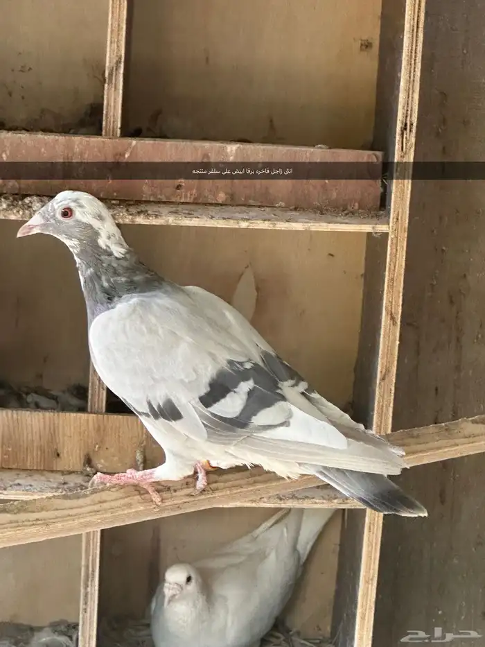 حمام مستويات طيبه 2