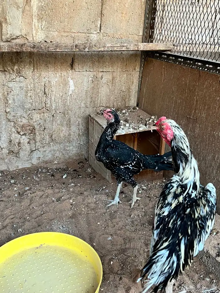 دجاج باكستاني 5