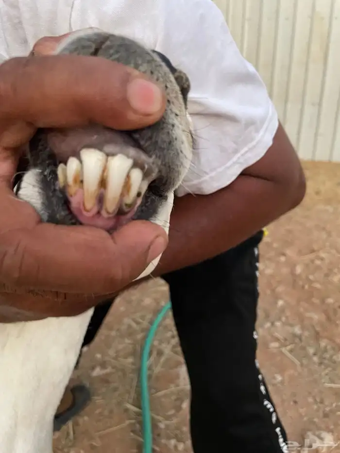 رفيديه مهجنه بحري متبع بثنين 3