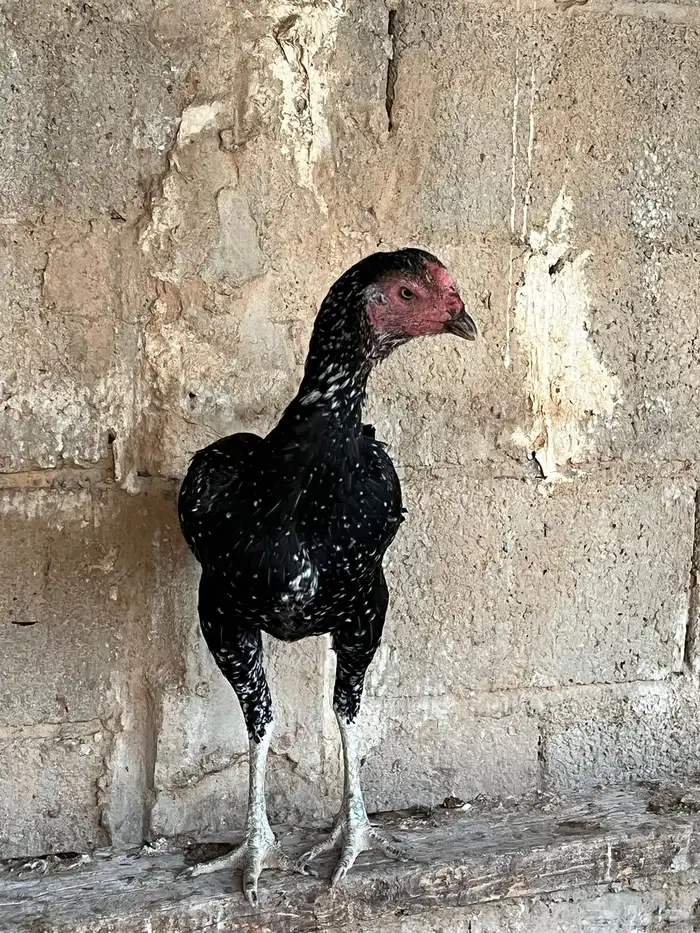 دجاج باكستاني 2