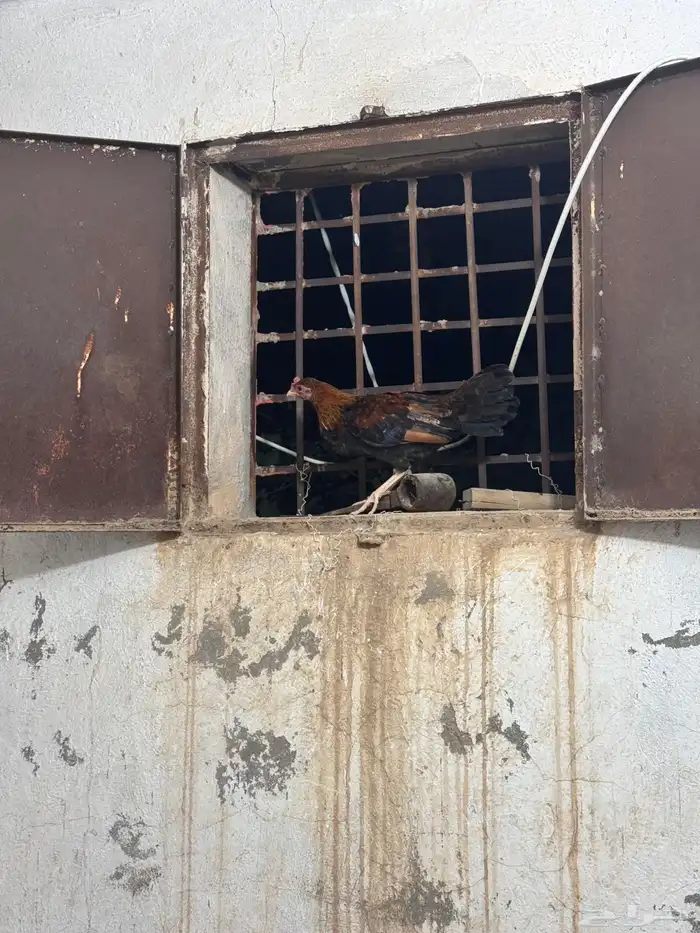 ديوك عربيه ترثه للبيع 12