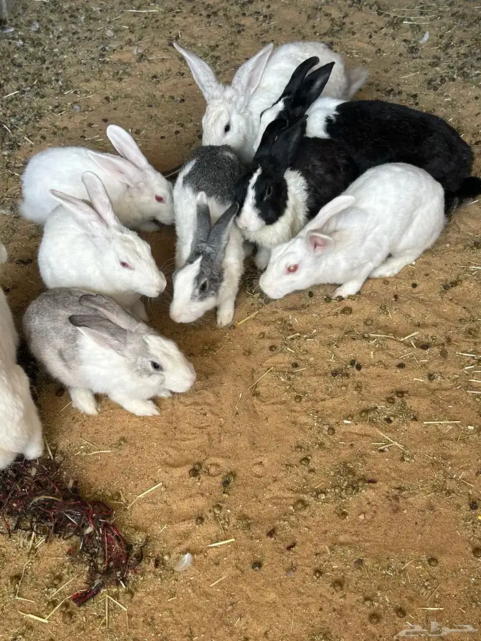 حمام و ارانب 0