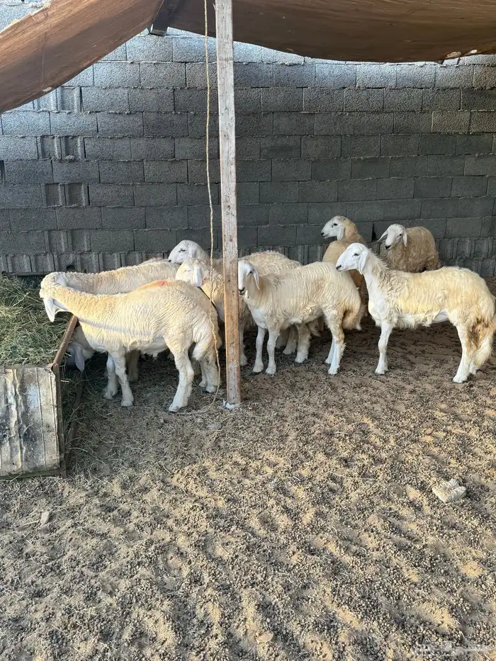 للبيع ذبايح حريات 1