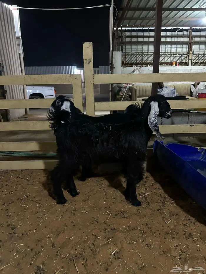 رخال وطليان وتويس وجفار ذبايح للثلاجه صلخ وتوصيل 1350 1250 5