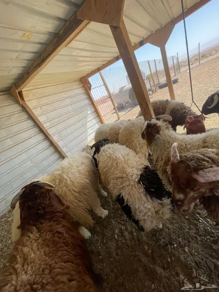 بهم خرفان نعيم عدد 10 3