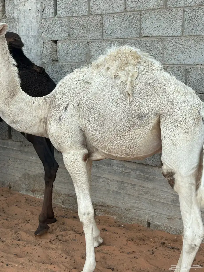للبيع قعدان طيبة 4