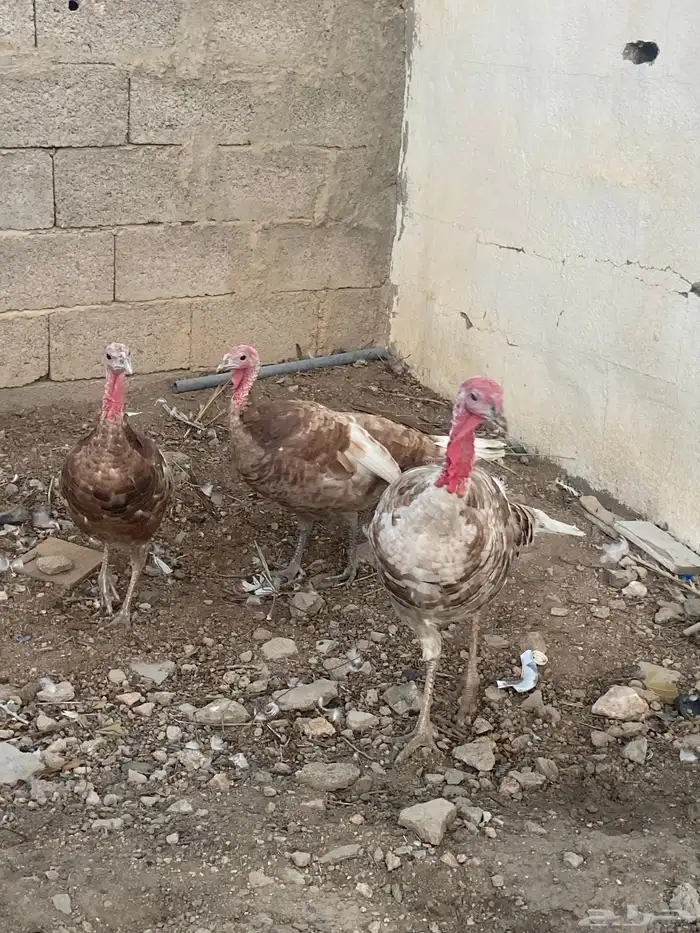 دجاج رومي   طقم كريمي 9