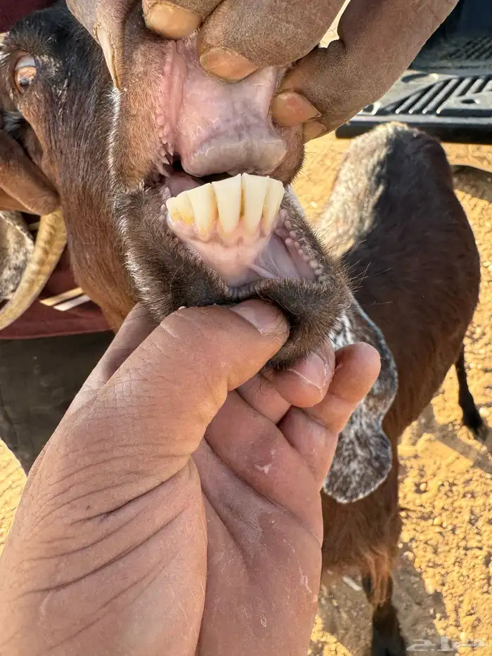 معز مضاريع 2