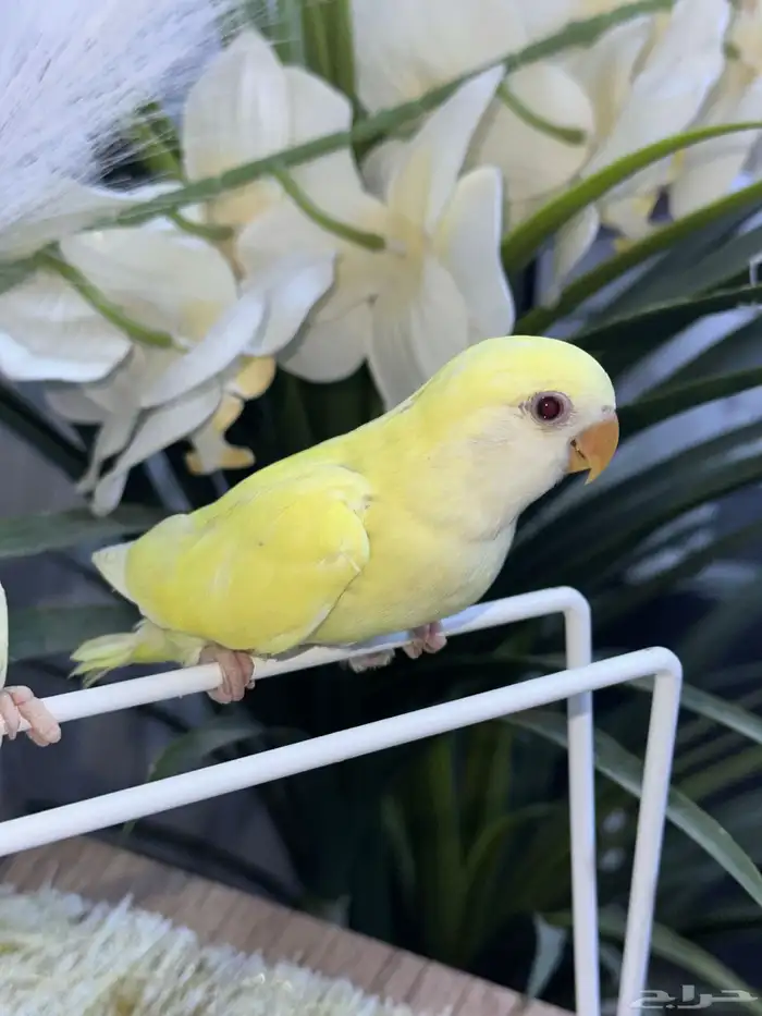 فروخ روز اينو ( تم البيع ) 2