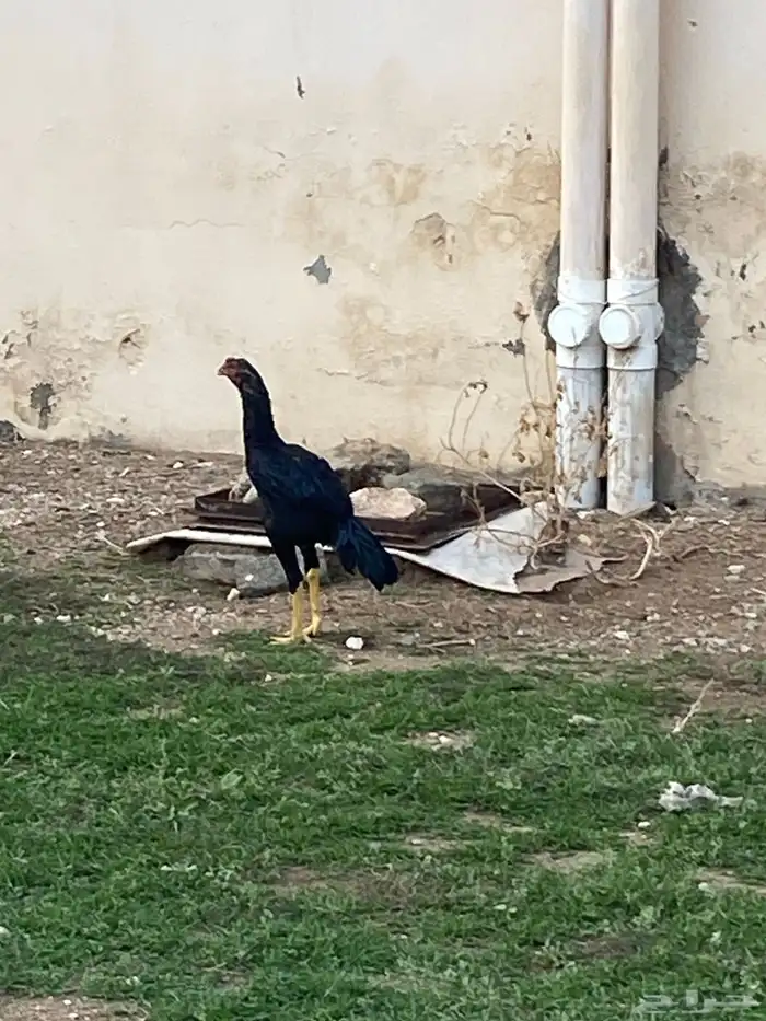 ديك بكستانية سندي العمر 7 شهور 2