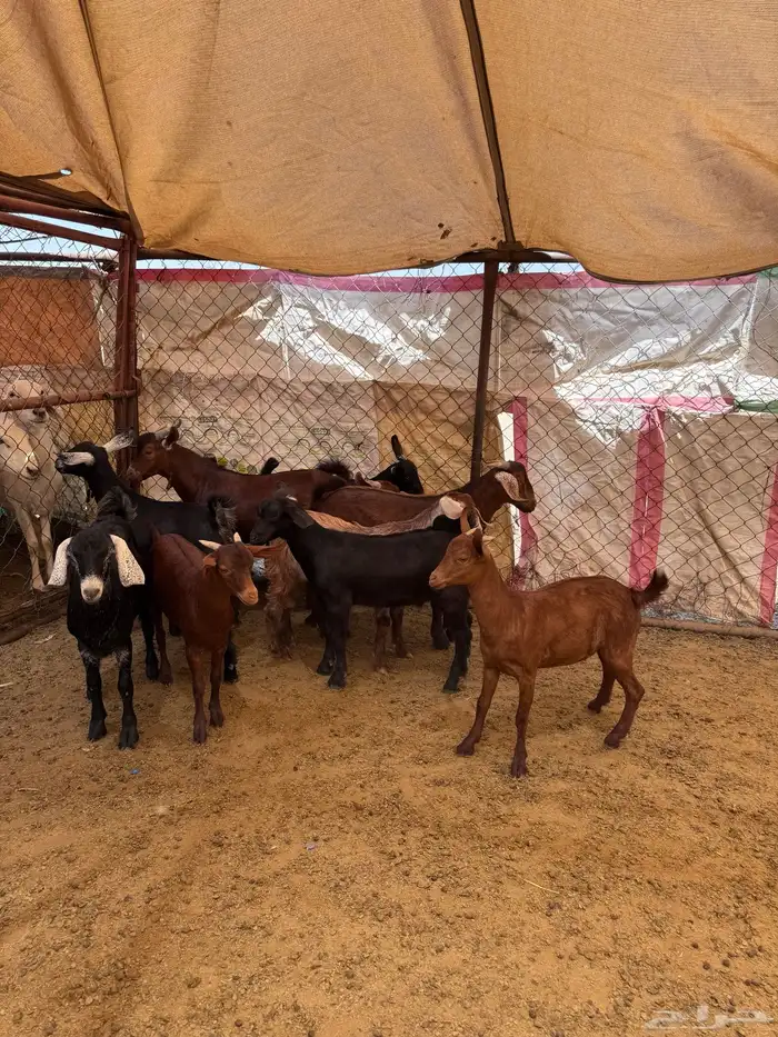 تيوس للبيع 0