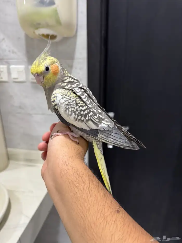 كروان فراشه اليف حمامه 0