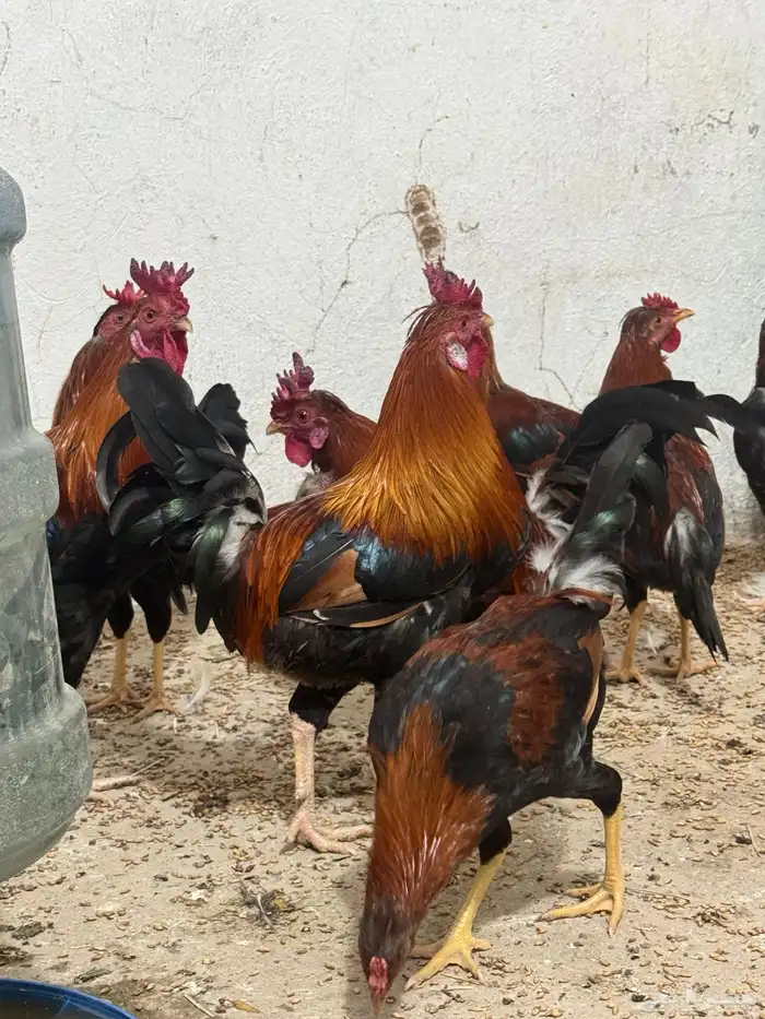 ديوك عربيه ترثه للبيع 7