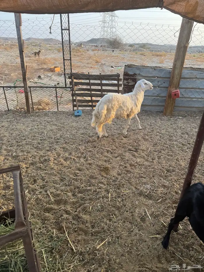 طلي حري تم البيع 2