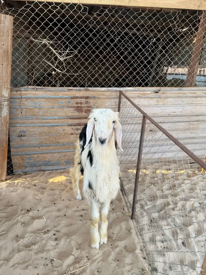 خروف 0