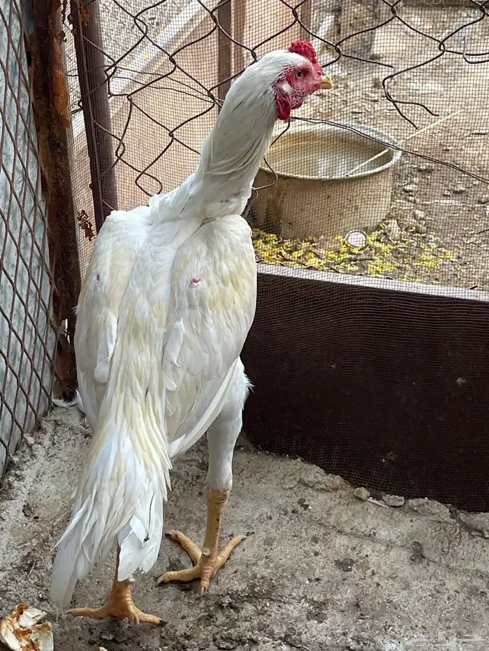 دجاج باكستاني 3