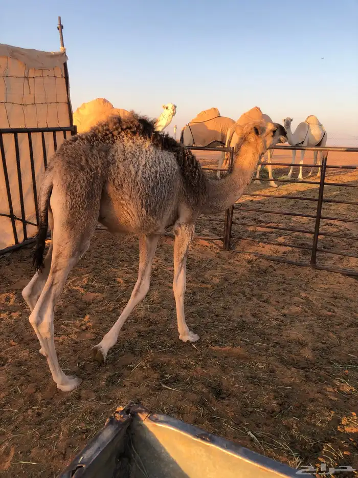 قعود تربيه 0