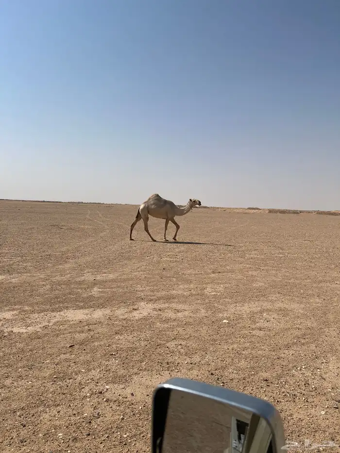 الموقع حفر الباطن طريق الشمال تقريبآ 17كم على اليسار 0